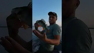 Нарвались... Прут Дурнем
