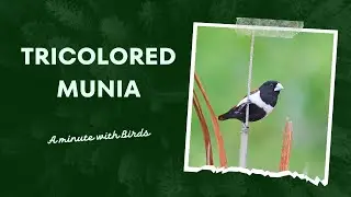 Tricolored Munia || Lonchura malacca || Black Headed Munia || A minute with Birds