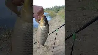 золотая рыбка.