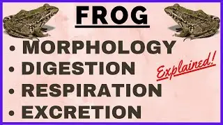 Frog Morphology and Anatomy | Structural Organisation in Animals | Animal Kingdom | Frog Drawing