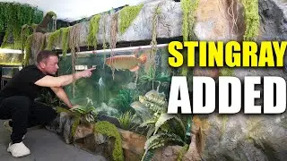 FISH ADDED to my 2,000G aquarium with a NEW LOOK!!! the king of DIY
