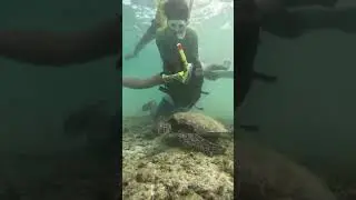 MY CEBU ADVENTURE TURTLE 🐢 SEEING😘🥰👍