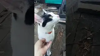 Люблю тебя, мой верный друг. Марсик на даче.😸😻🌱 