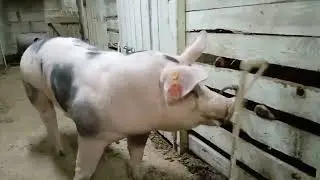 Новый племенной производитель в нашем ЛПХ. Чистокровный хряк Пьетрен (макстер) со Знаменского СГЦ