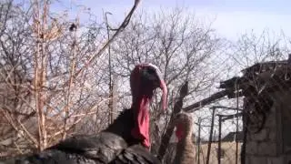 Опасный индюк. dangerous turkey