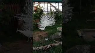 Красавиц белый павлин распускает хвост