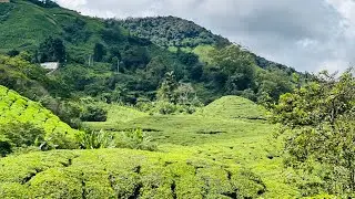 cameron highlands