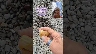 Rockhounding Agates Carnelian Waterline Agate #shorts #agate #treasure