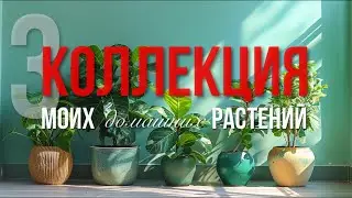 Зелёные друзья: история моих домашних растений | Часть 3