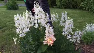 Ясенец: горение эфирных масел