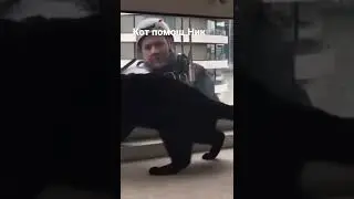 Кот помощник