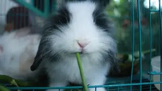 Story Wa Kelinci Jenis Fuzzy lop  cute bunny
