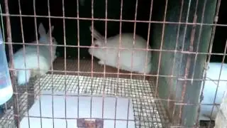 Raising Rabbits:  Breeding; Thing to Consider