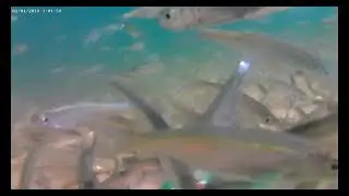 класс 15 подводная рыбалка 4 подводная видео съёмка с музыкой релаксирующей и расслабляющей