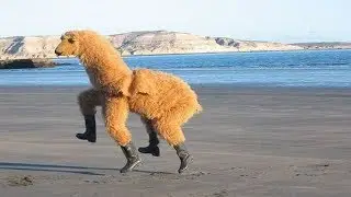 SCP-1545 