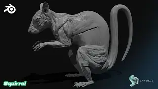 Squirrel Anatomy In Blender