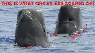 PILOT WHALE - Cheetah Of The Seas | Killer Of Killer Whales