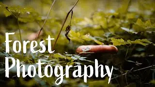 3 Simple Forest Photography Ideas