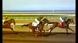 Horse racing in St. Kitts 1 - Calling Nicole wins