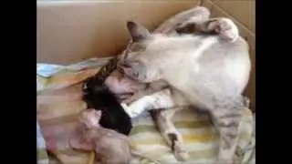 Gata Tendo Filhotes (Cat Giving Birth)