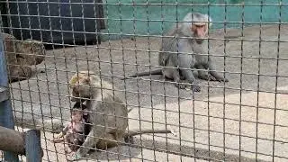 Вожак стаи гамадрилов и малышня! Тайган