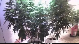 4X The Yield of HPS!!!  500W LED vs 1200W HPS Grow-Off by Cannabis Training University