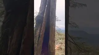 the day runs you #shortsfeed #treecutting #stihl #chainsaw #naturedocumentary #chainsaw #tree #yt