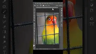 How to Remove Parrot Cage Easily Using Photoshop CC