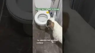 А вам так собаки помогают? #кинолог #собака