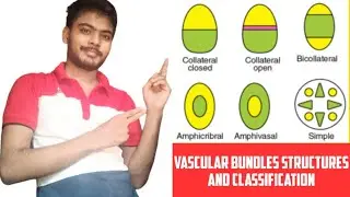 Vascular Bundles Structures and Classification