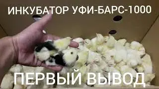 ИНКУБАТОР УФИ-БАРС-1000.ПЕРВЫЙ ВЫВОД.