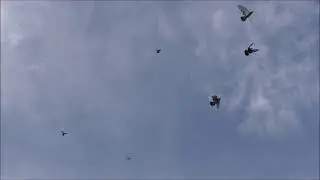 Сельские голуби. 25 08 2021г, г Новоалександровска , копа в небе, на земле спокойно.