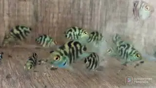 Ciclido Polar Blue
