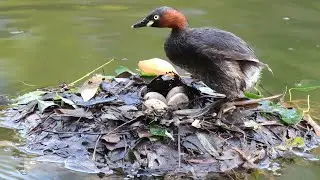 Wild bird eggs nest and chicks