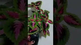 LINDA PLANTA #plantas #como #mudas #ideias #riodejaneiro #erickaionnyplantas