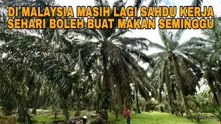 DI MALAYSIA MASIH LAGI SAHDU KERJA SEHARI BOLEH BUAT MAKAN SEMINGGU