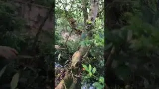 Quả sung chữa bệnh trĩ ngoại