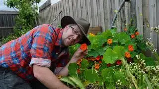 FOOD TO EAT   EPISODE #9