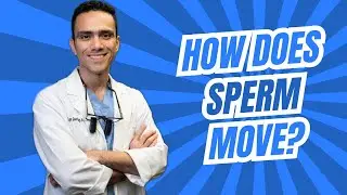 How does sperm move?