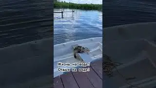 Вода! Большая вода! И мои Мурзилки! 