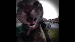 Допустим, мяу #приколысживотными #funny #tiktok #лучшиеприколы #приколы #2022 #2023