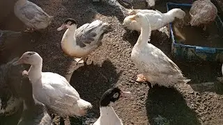 Как я купил инкубатор Рэмил.