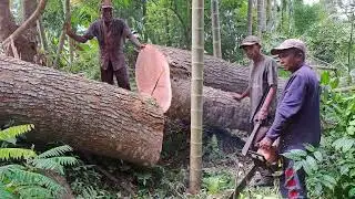 eksekusi balok sebesar gajah.@wood hunter2580.