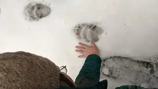 Bear Tracks At The Tiny Home