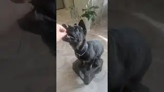 Тумба.  Ирбис чётко знает команду