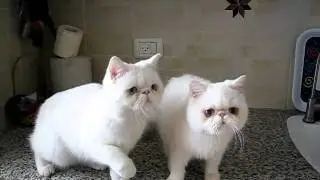 Uberwald cat cattery