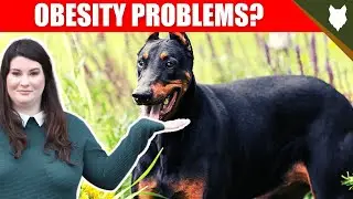 DO DOBERMAN HAVE OBESITY PROBLEMS?
