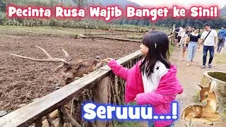 PUAS MAIN DAN BERI MAKAN RUSA DI PENANGKARAN INI! | WISATA RANCA UPAS CIWIDEY BANDUNG