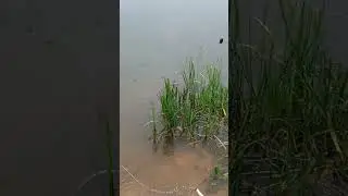 КАРАСЬ НА ФИДЕР