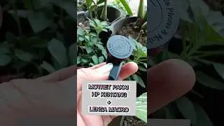 Motret menggunakan hp dengan lensa makro [phone fotografi with macro lens]